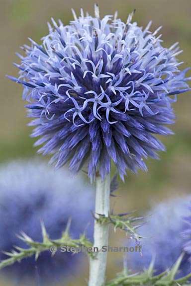 echinops ritro 3 graphic